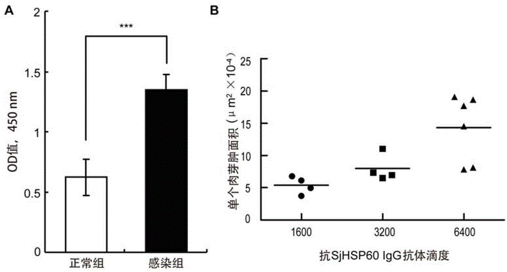 Application of SHSP60 for preparing diagnostic reagent for monitoring comprehensive hepatic pathology injury degree of schistosomiasis patient