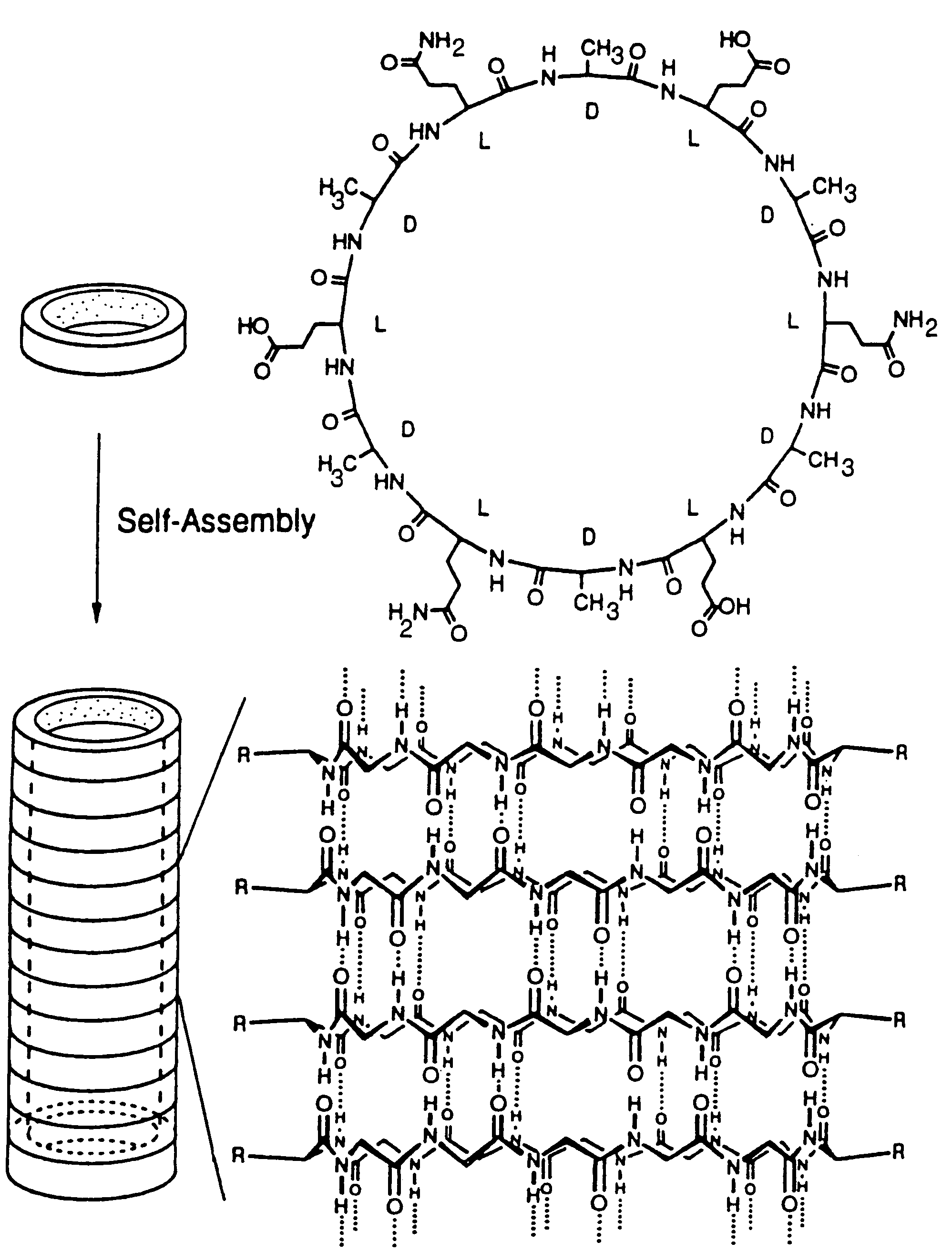 Cyclic peptide tube