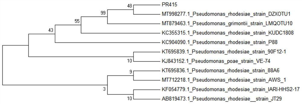 A kind of pseudomonas roseri pr415 and its application
