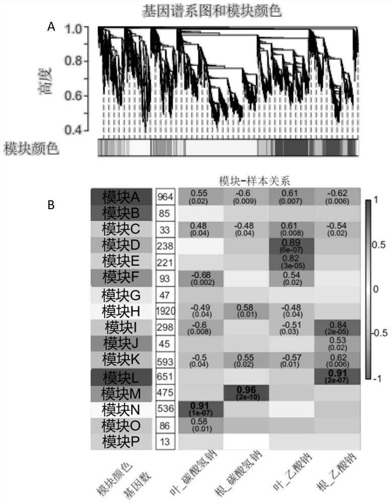 Application of ebs1 gene in enhancing Arabidopsis resistance to bicarbonate stress