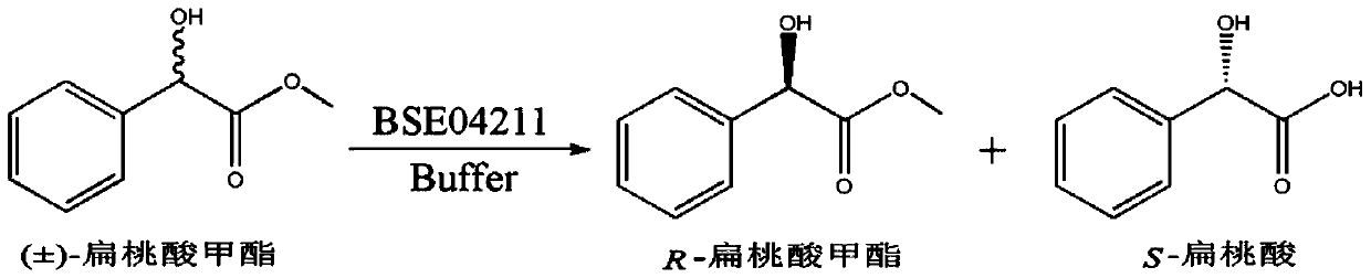 A method for splitting (±)-methyl mandelate with esterase
