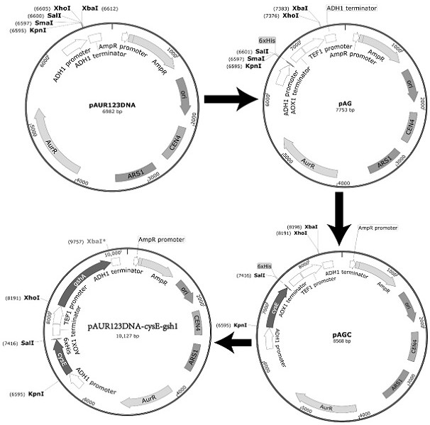Construction method of recombinant plasmids for glutathione biosynthesis