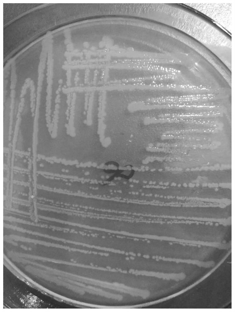 A kind of spindle-shaped lysine bacillus strain and its application