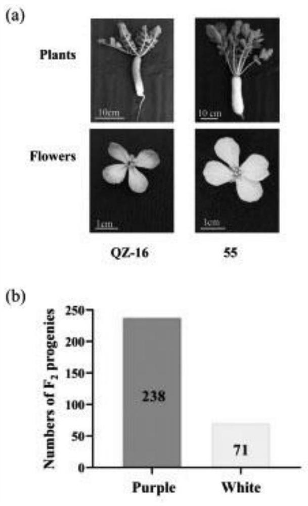 InDel marker for identifying radish flower color control gene and application thereof