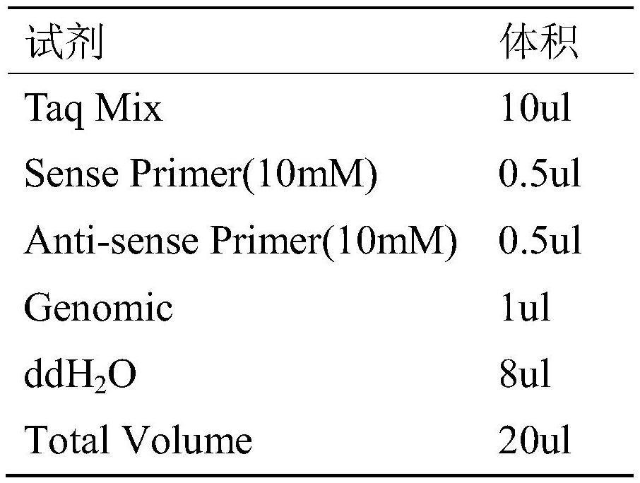 Genetic marker for evaluating quality of bovine semen and application of genetic marker