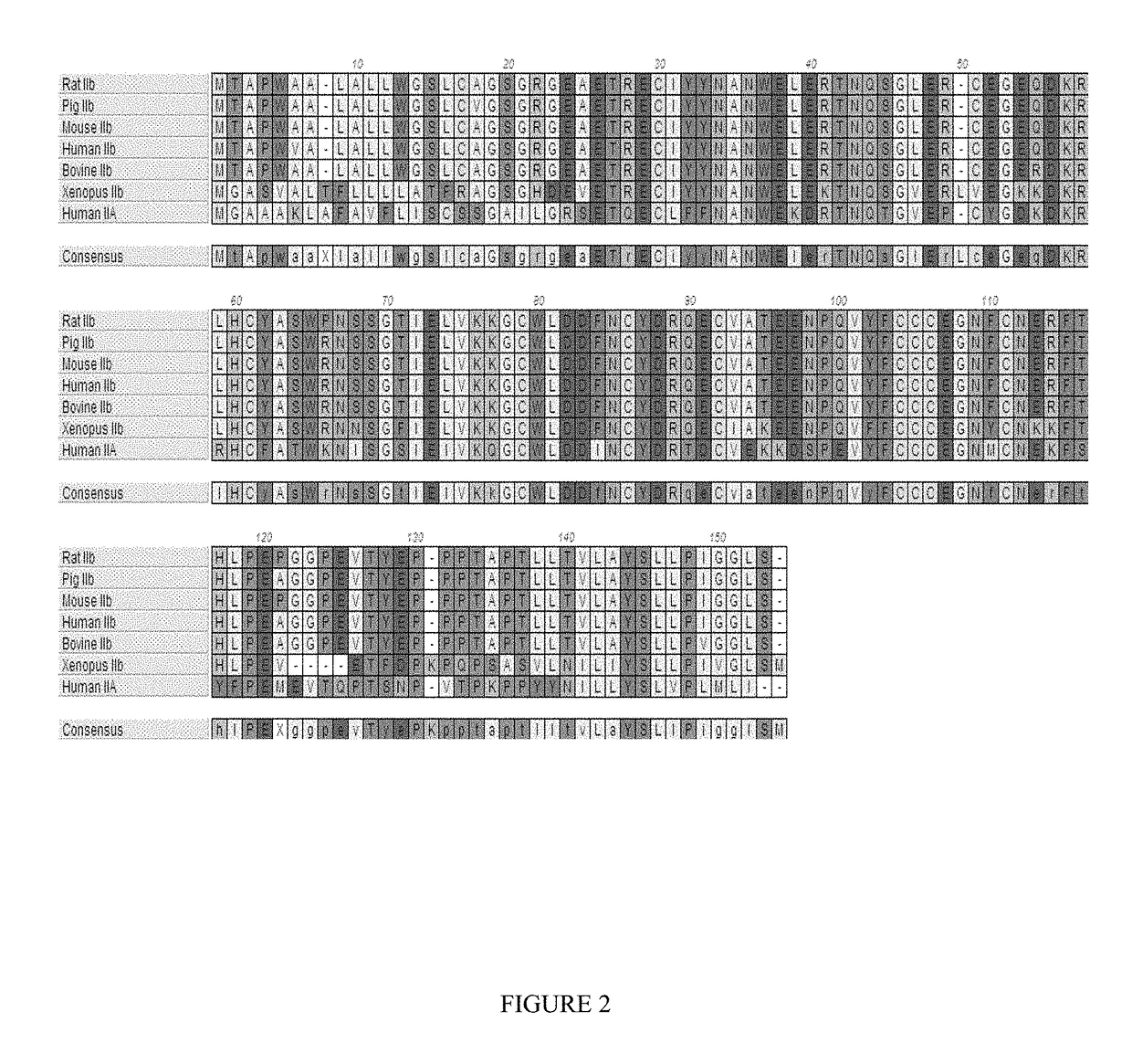 Methods and compositions for treating ineffective erythropoiesis