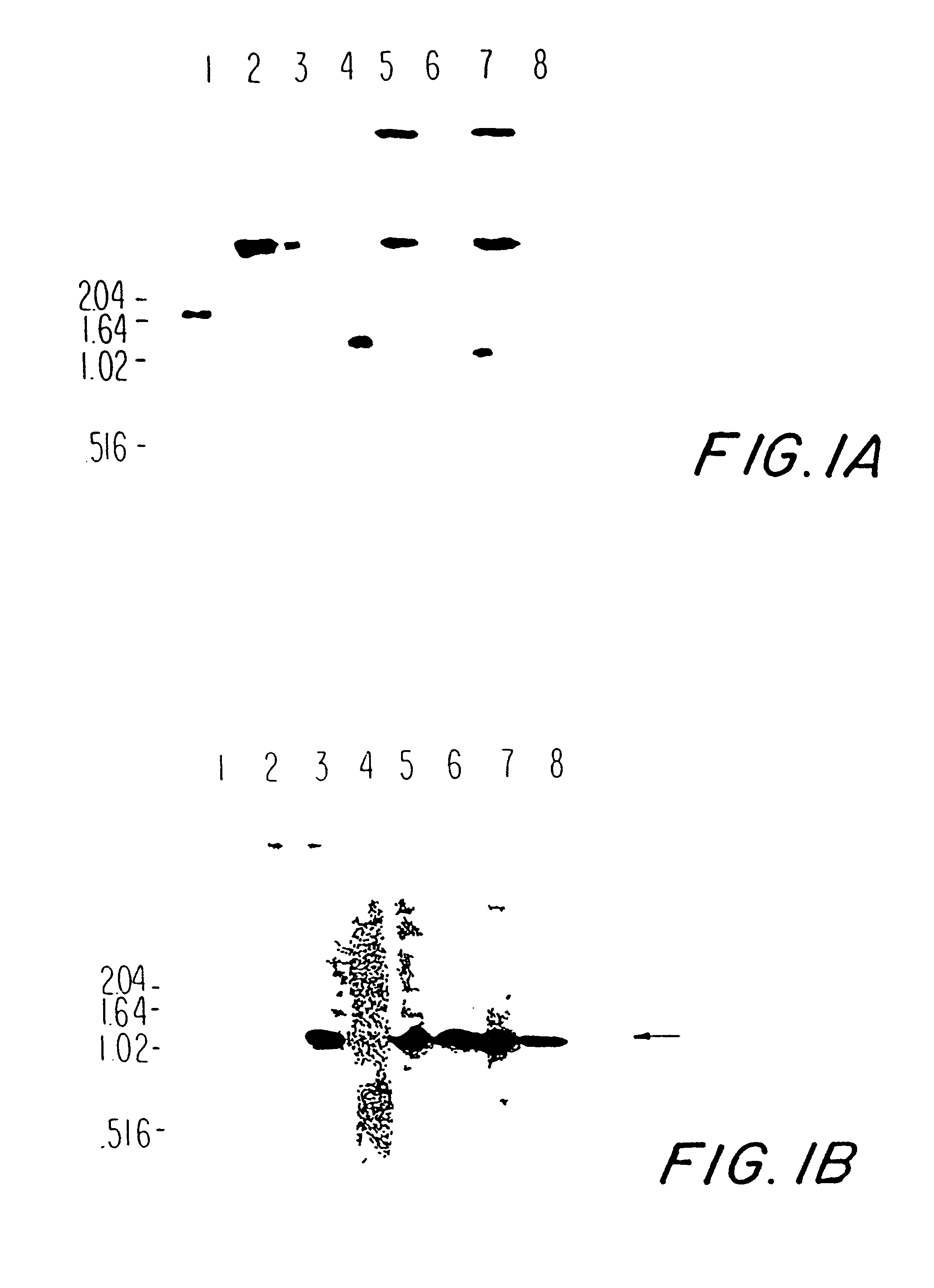 Pneumococcal surface proteins and uses thereof