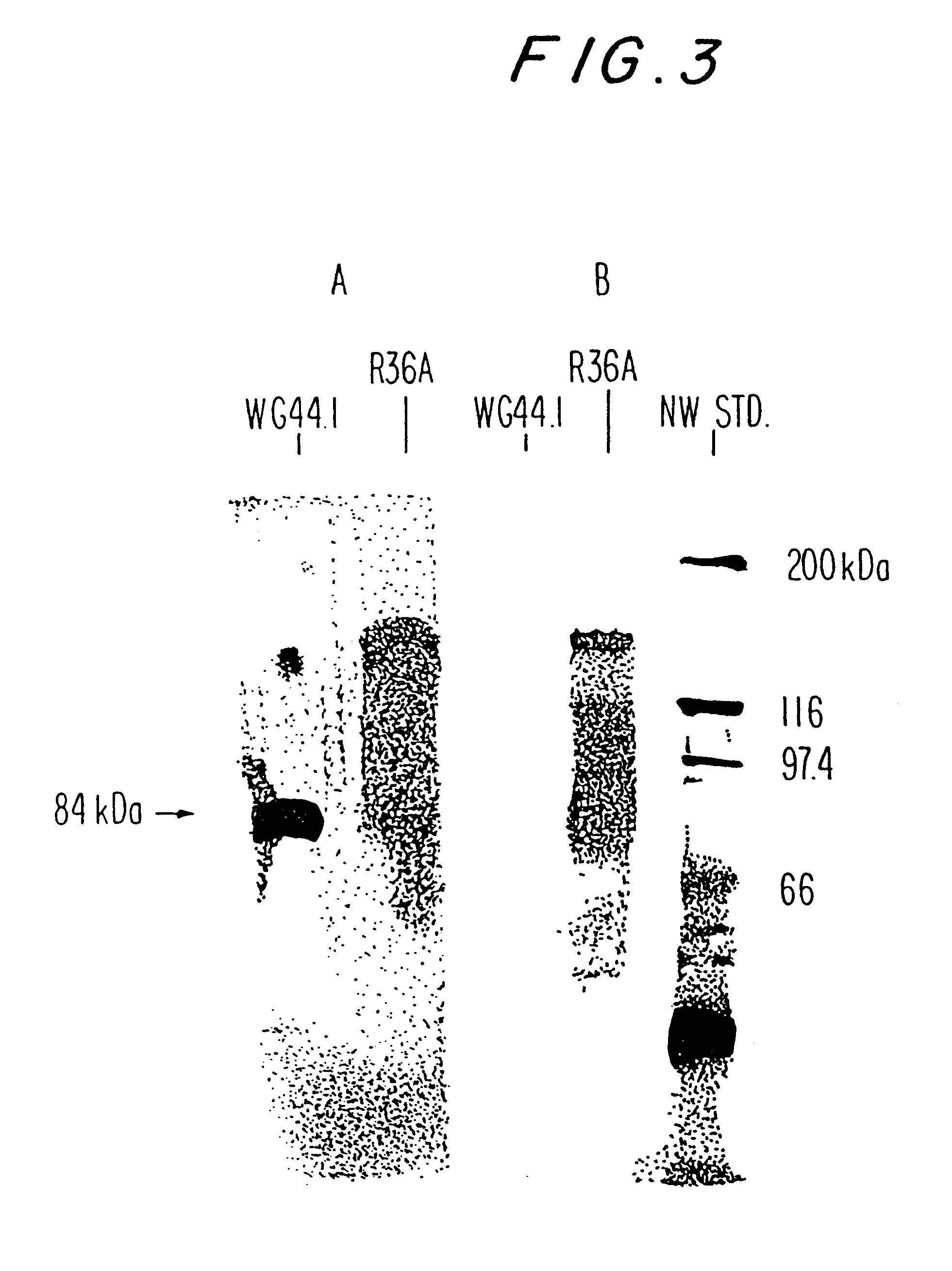 Pneumococcal surface proteins and uses thereof