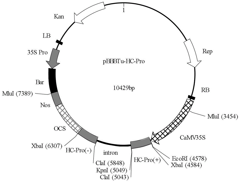 A highly resistant tumv rna and the rnai vector encoding the rna