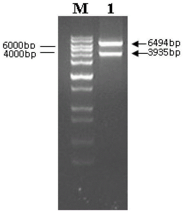 A highly resistant tumv rna and the rnai vector encoding the rna