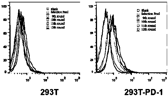 Screening and identification method for aptamer of T cell immunity check point PD-1 and antitumor application