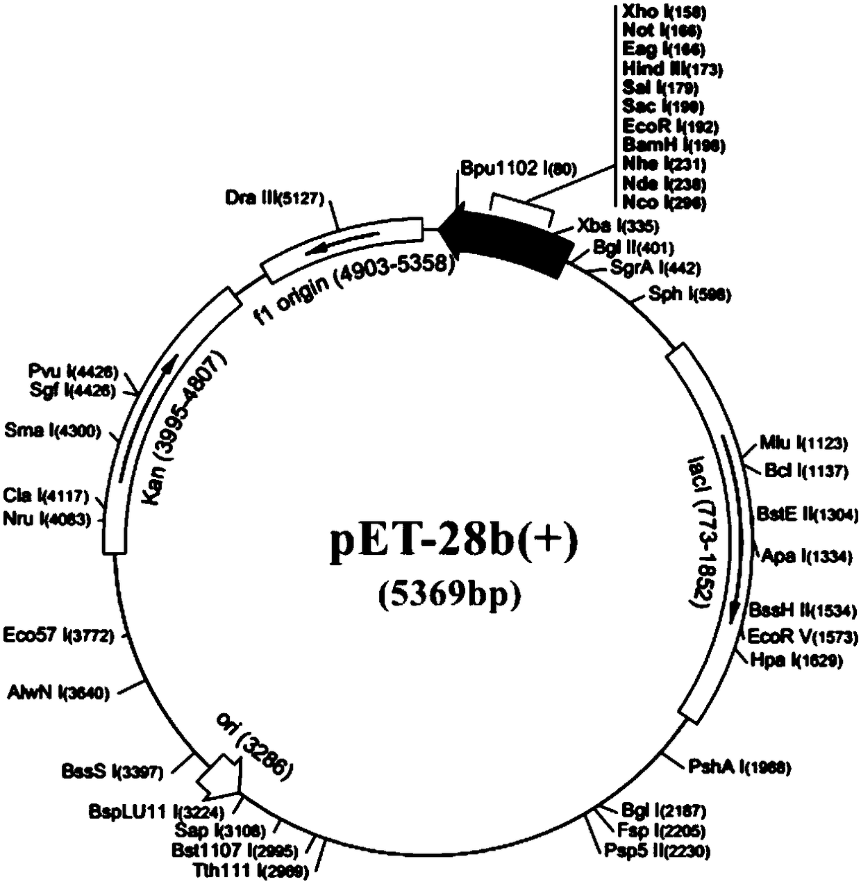 Mycoplasma bovis multifunctional protein CDNPase