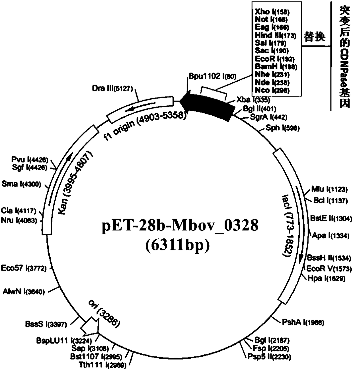 Mycoplasma bovis multifunctional protein CDNPase