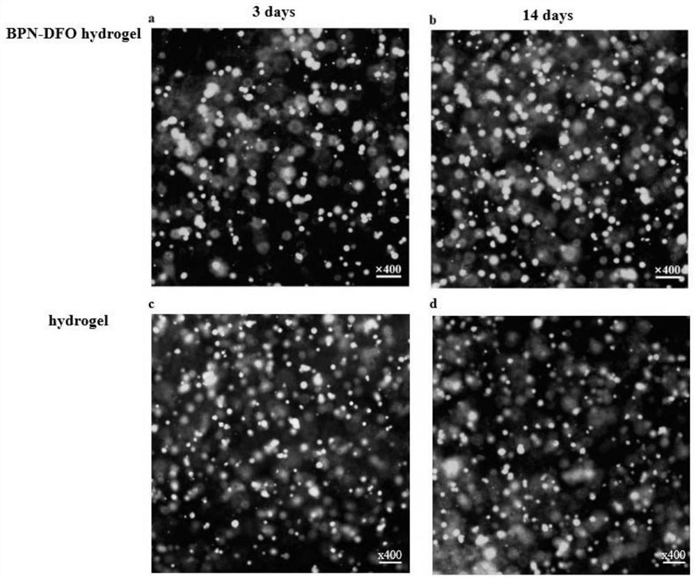 Preparation method and application of BPN-DFO gel scaffold