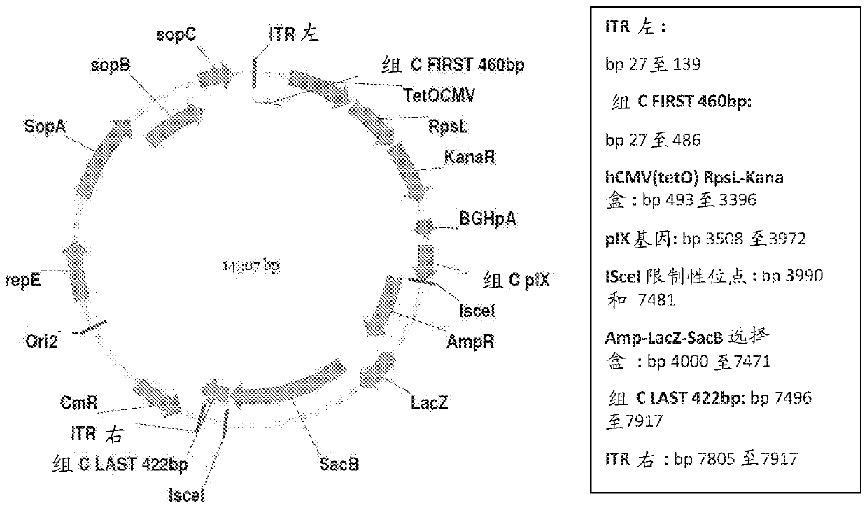 Adenovirus polynucleotides and polypeptides