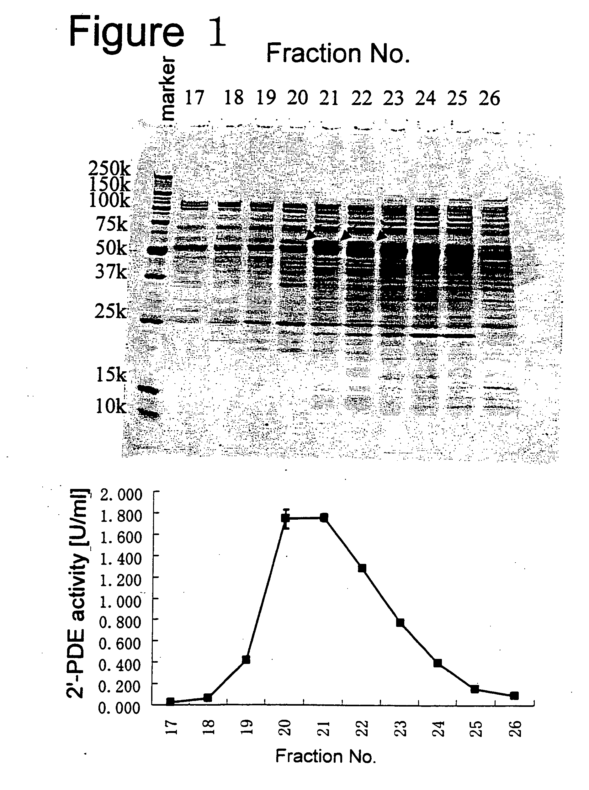 2', 5'-oligoadenylate phosphodiesterase