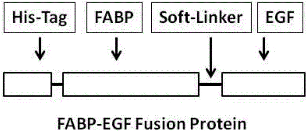 Expression vector for soluble epidermal growth factor fusion protein and application thereof