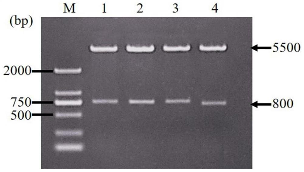 Three-gene tandem expression vector for synthesizing ectoine and application