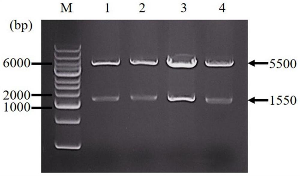 Three-gene tandem expression vector for synthesizing ectoine and application