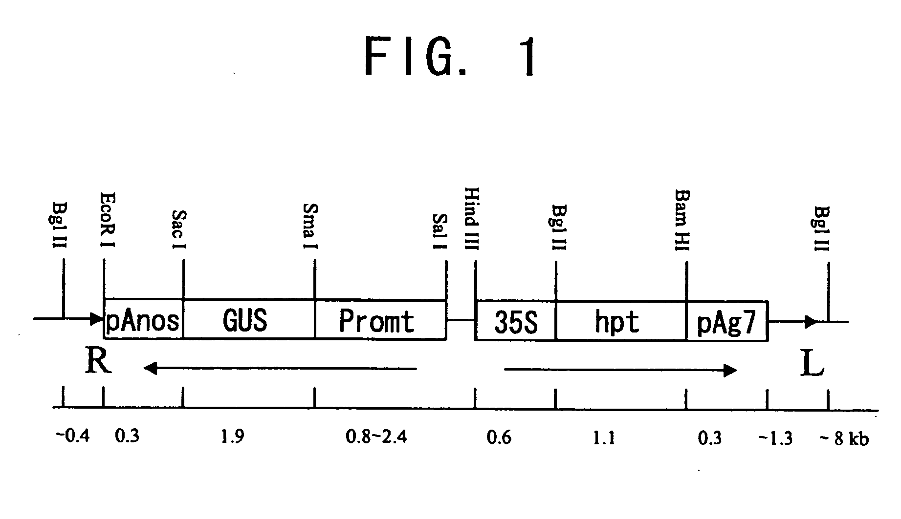 Seed-specific gene promoters and uses thereof