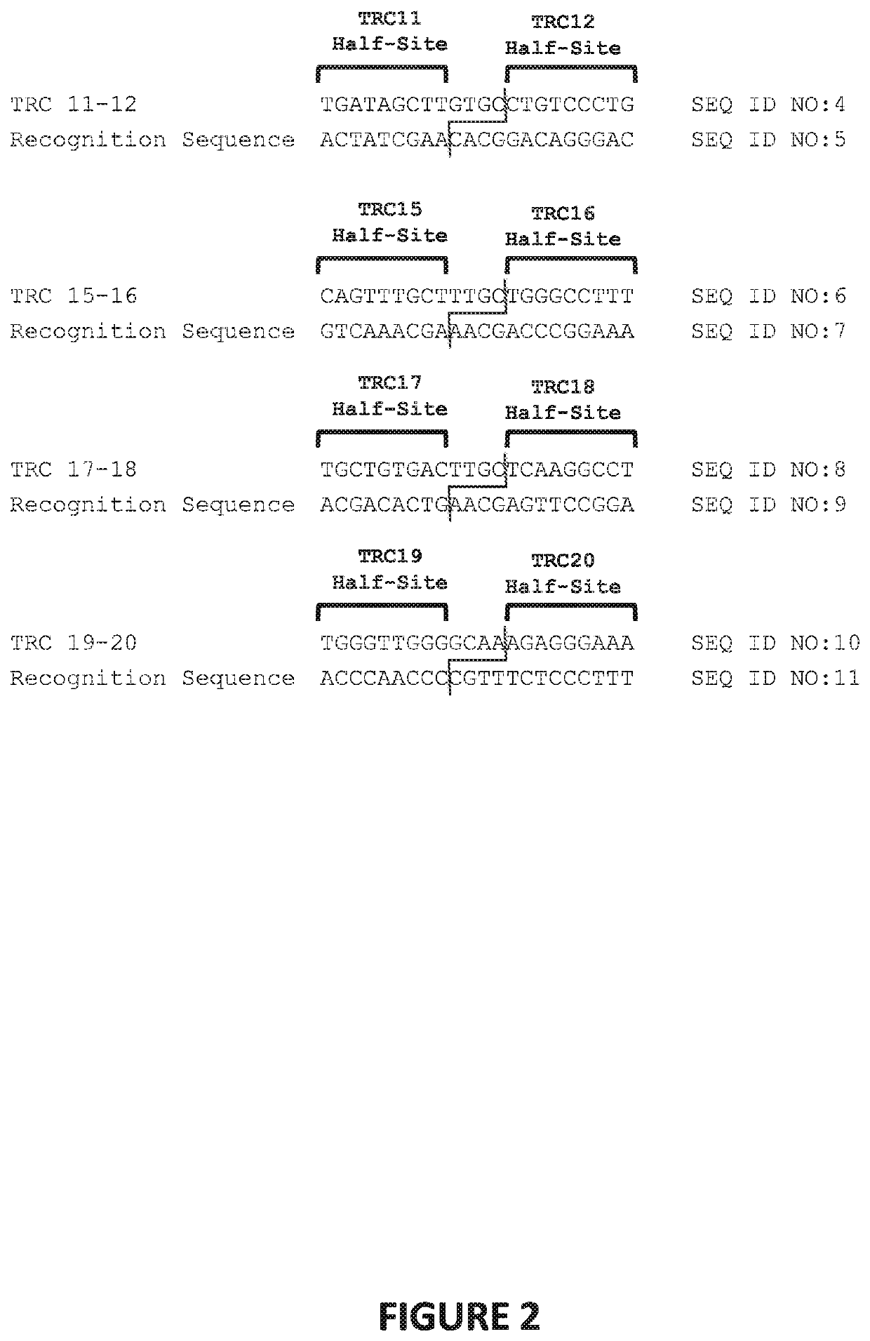 Genetically-modified t cells comprising a modified intron in the t cell receptor alpha gene