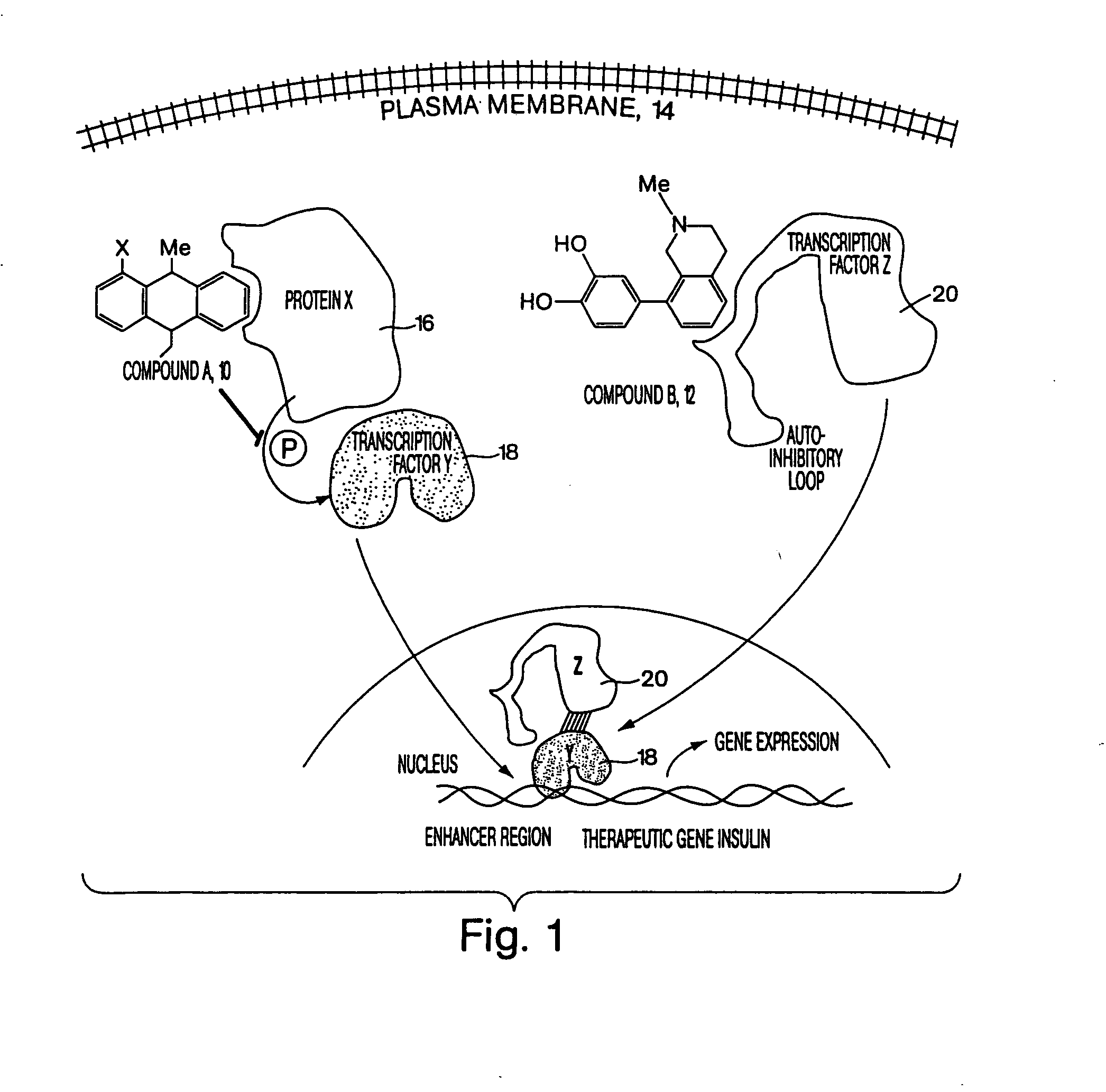 Screening system for identifying drug-drug interactions and methods of use thereof