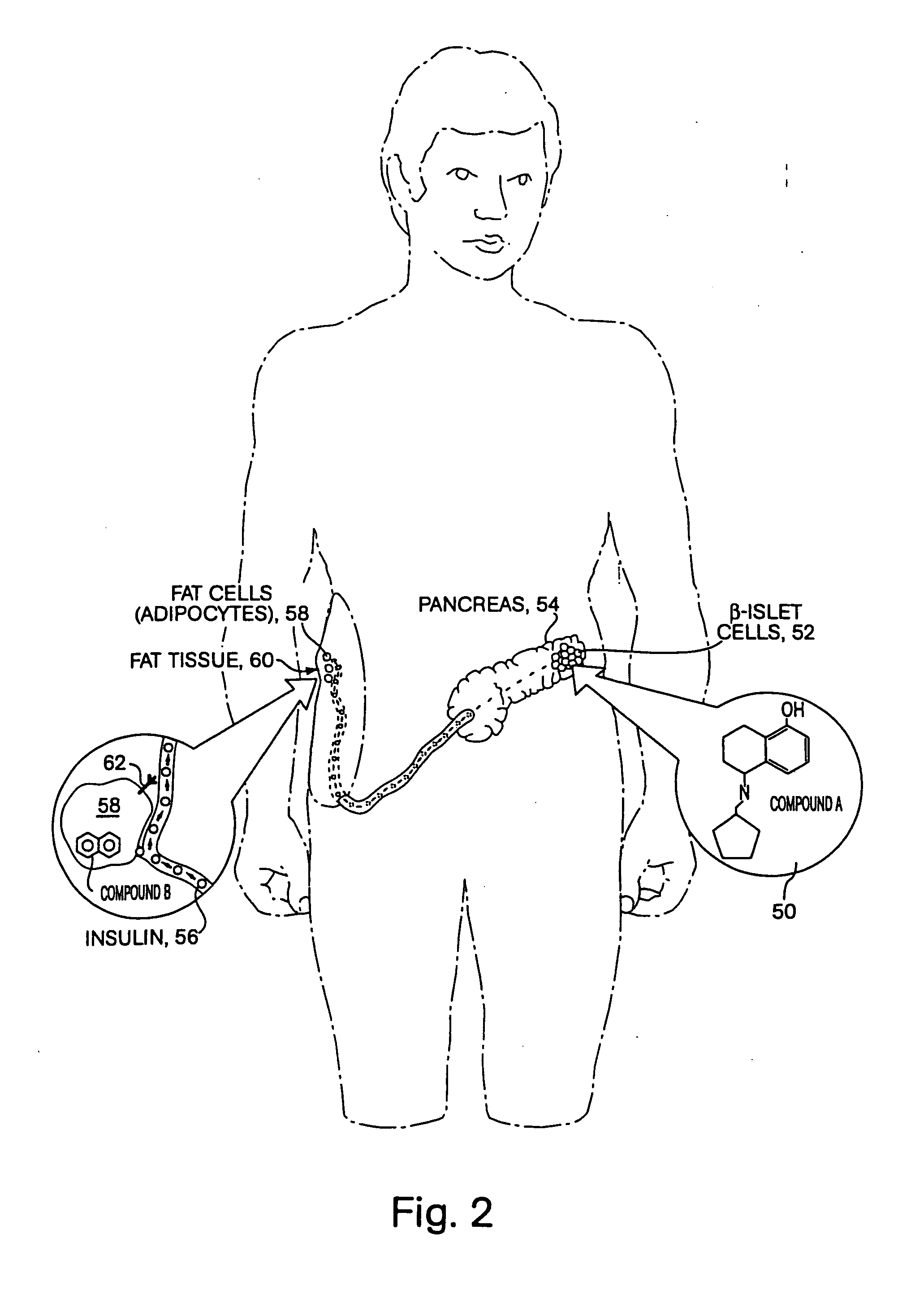 Screening system for identifying drug-drug interactions and methods of use thereof
