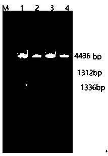 Non-resistance screening double antigen anchor expression vector plq2a and its preparation method