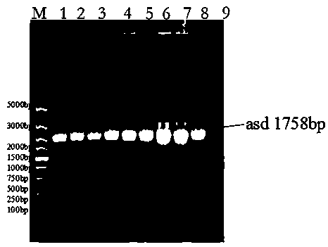 Non-resistance screening double antigen anchor expression vector plq2a and its preparation method