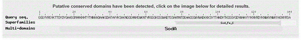 Ziziphus jujuba SOD (superoxide dismutases) gene and application thereof