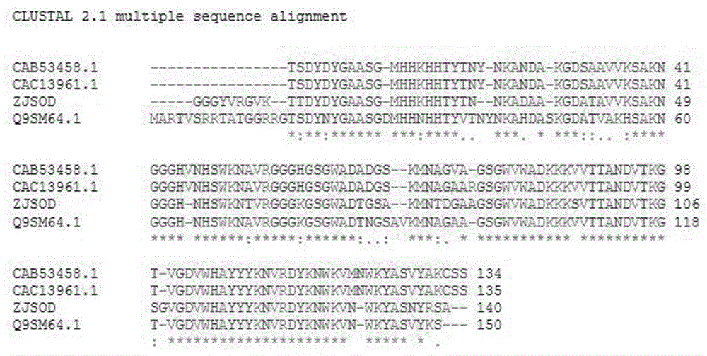 Ziziphus jujuba SOD (superoxide dismutases) gene and application thereof