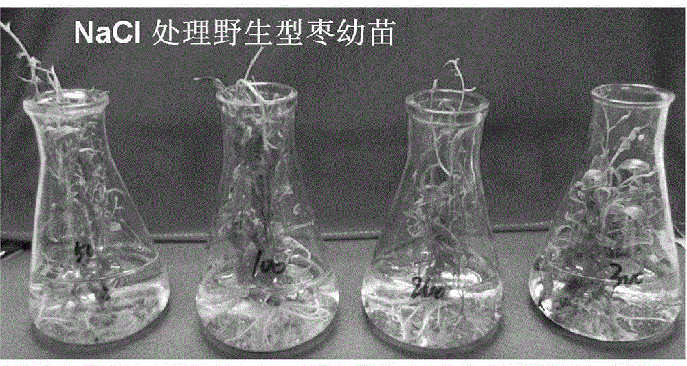 Ziziphus jujuba SOD (superoxide dismutases) gene and application thereof