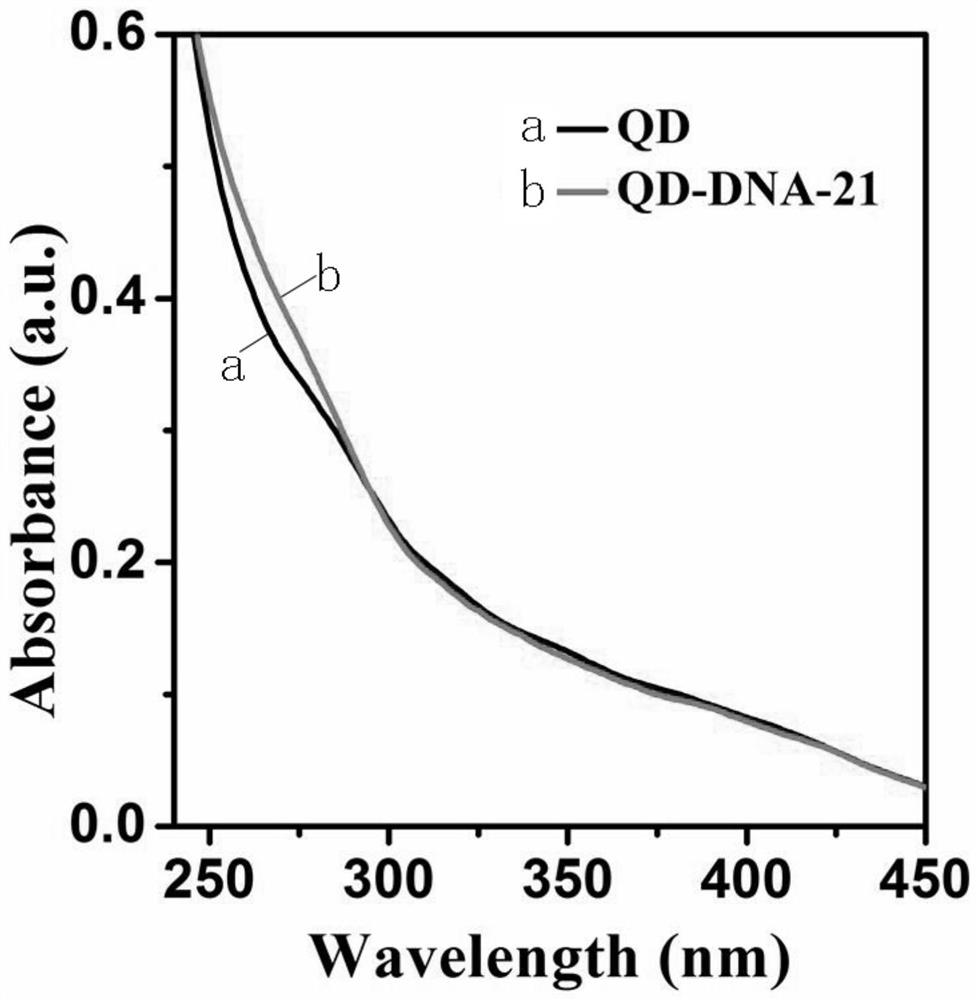 A quantum dot-magnetic bead miRNA sensor based on dsn enzyme and its preparation method and detection method