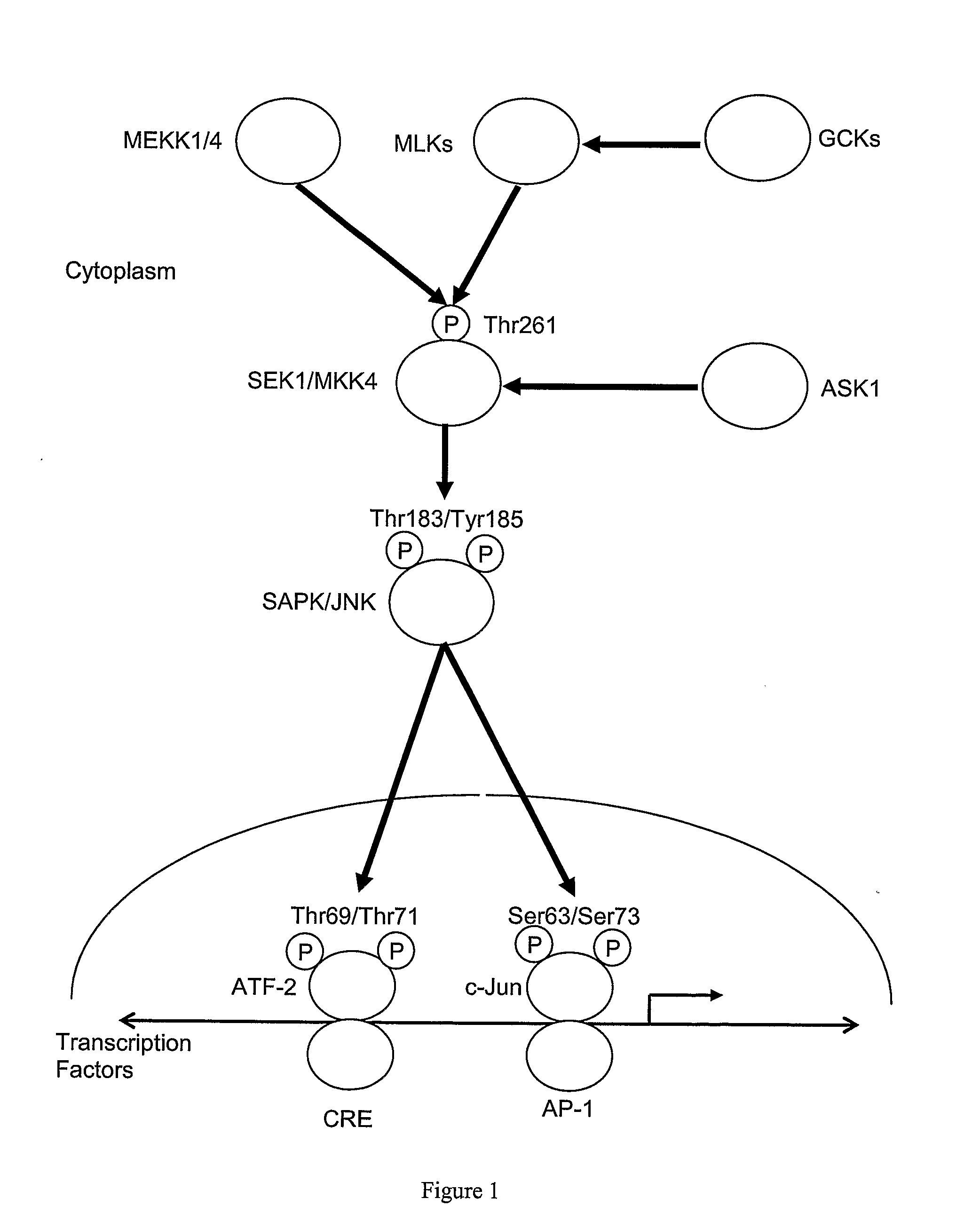 Compositions and uses thereof for the treatment of wounds