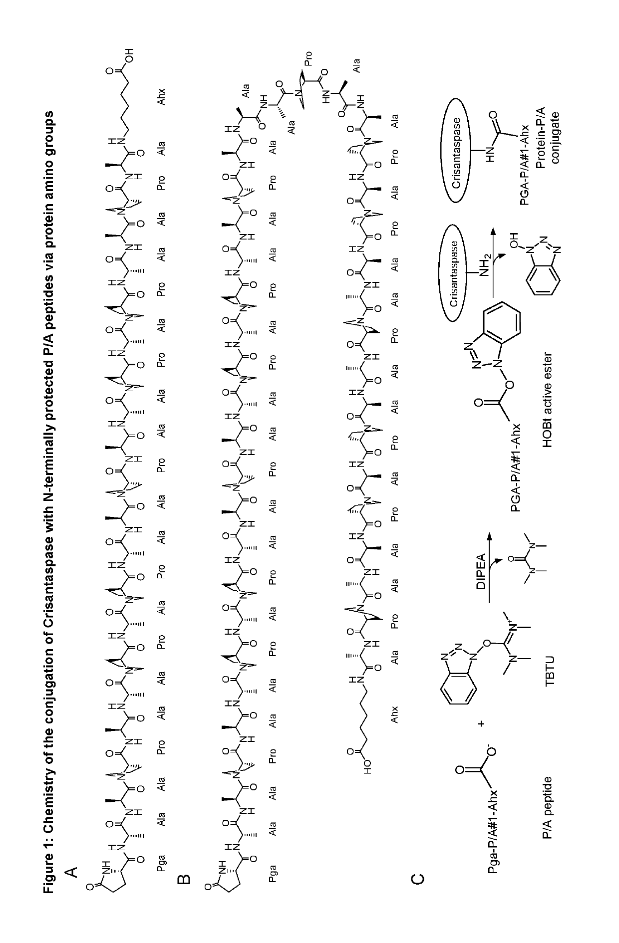 Modified L-Asparaginase