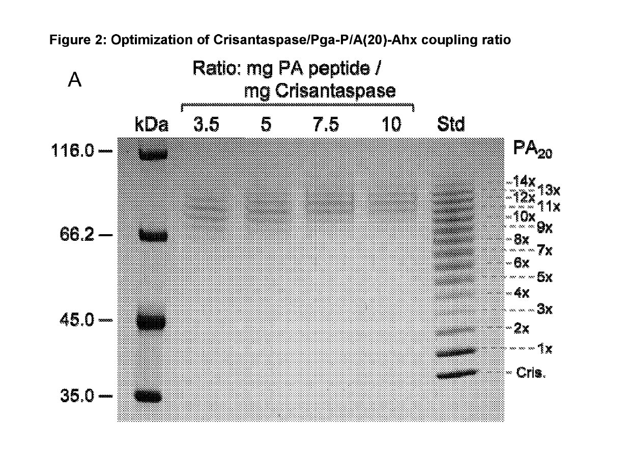 Modified L-Asparaginase