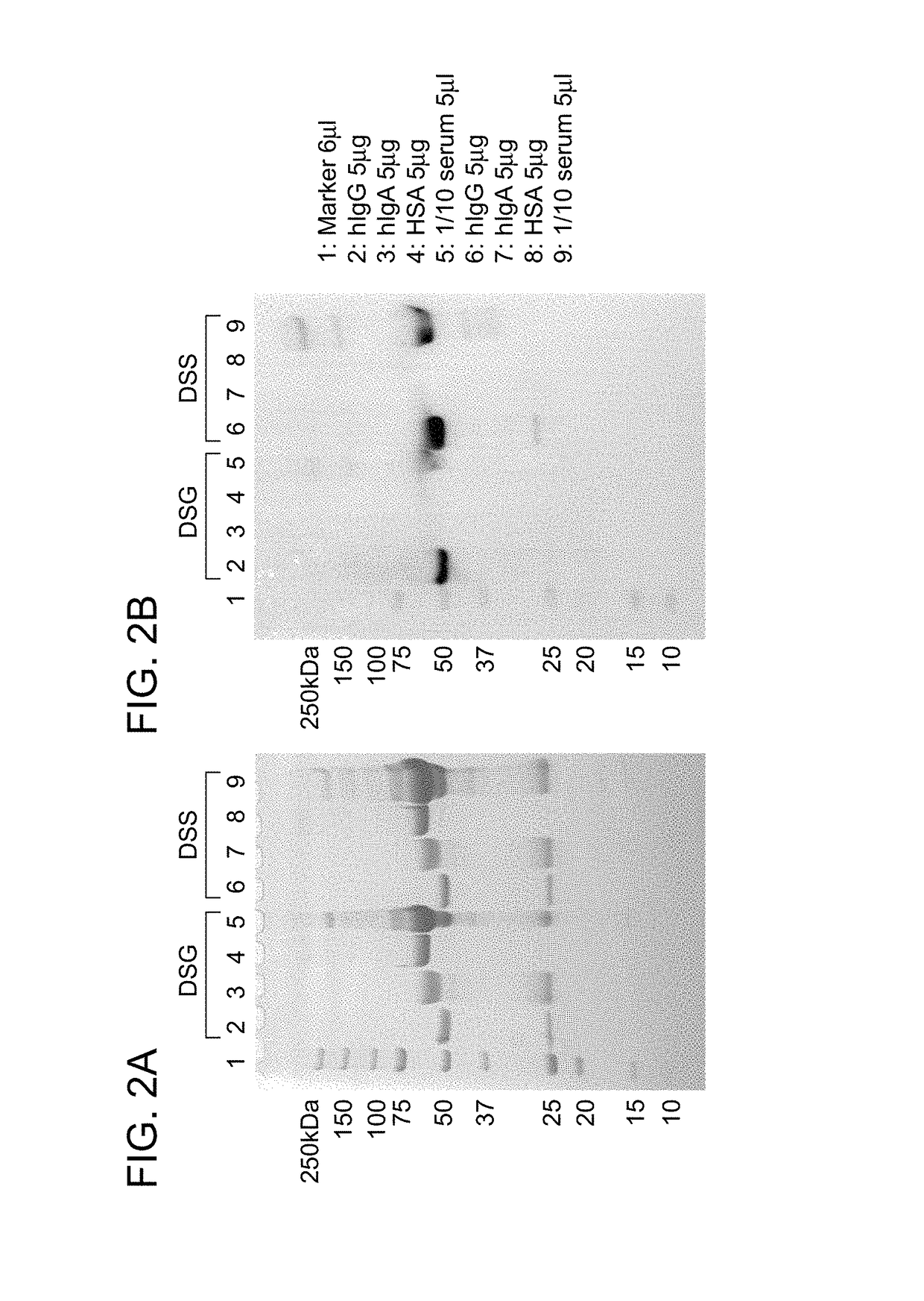 Specific modification of antibody with IgG-binding peptide
