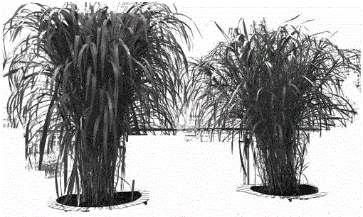 Method for cultivating acclimatized pennisetum alopecuroides 5#