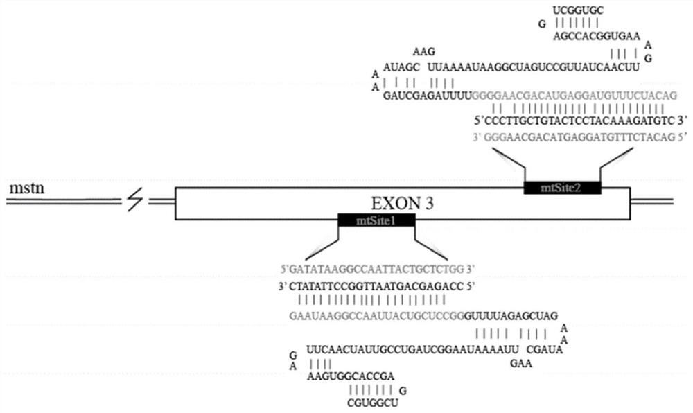 A method for improving the efficiency of CRISPR/Cas9-mediated biallelic mutation and its application