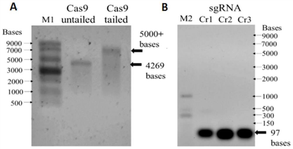 A method for improving the efficiency of CRISPR/Cas9-mediated biallelic mutation and its application