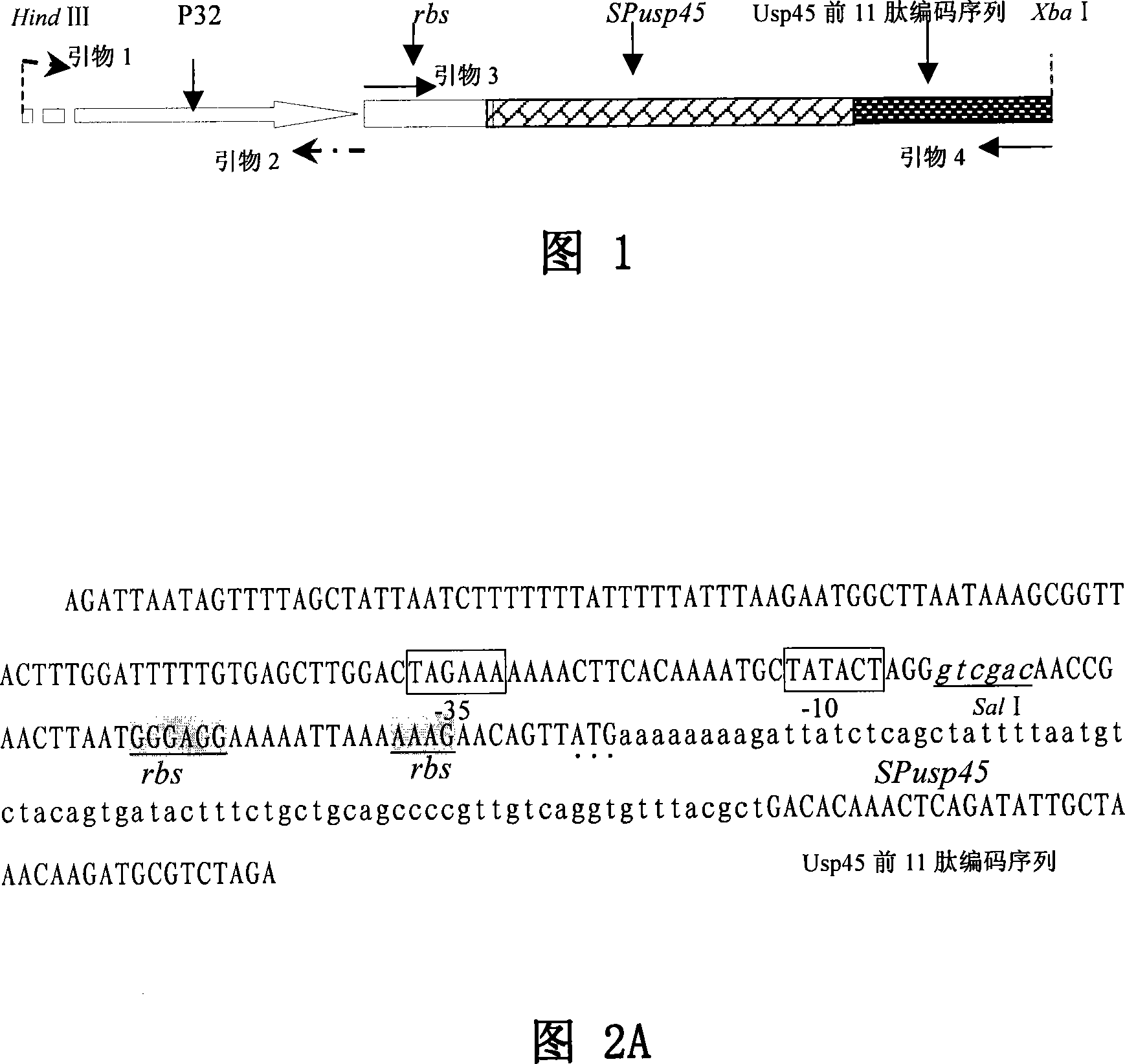 Lactococcus lactis food-sate secretion expression carrier and its preparing method and application
