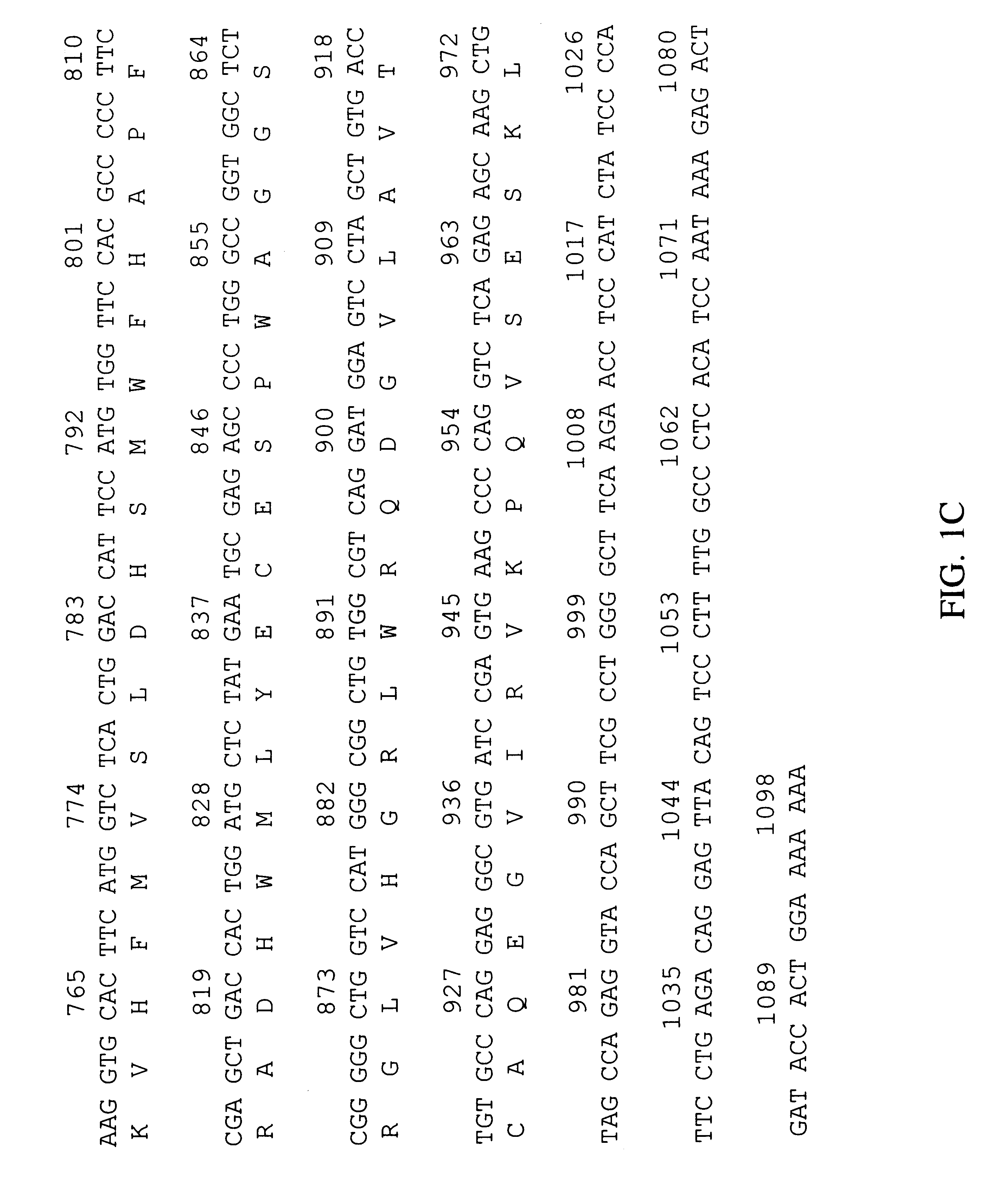 Human peroxisomal thioesterase