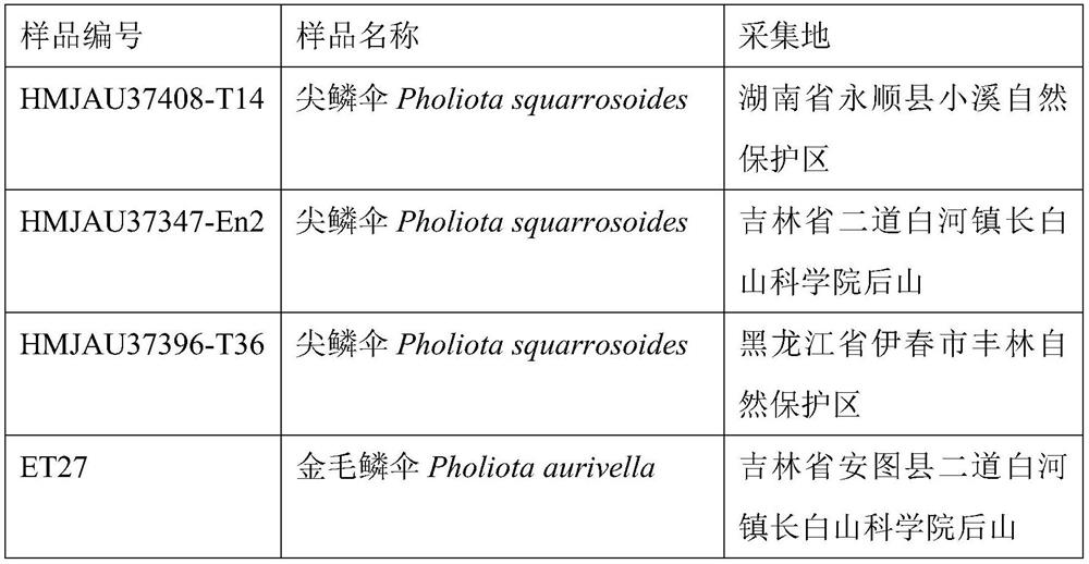Specific gene of pholiota adipose and application of specific gene