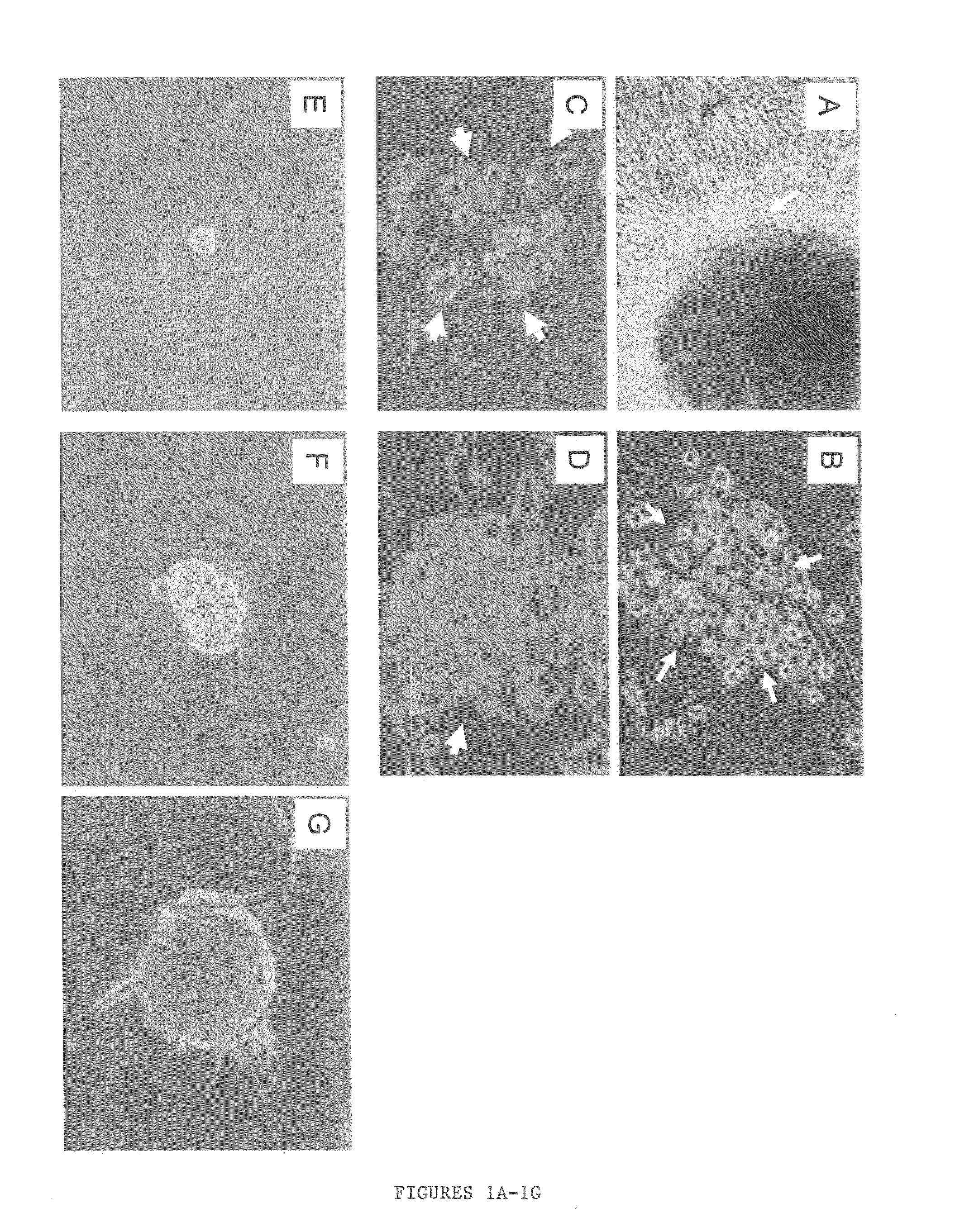 Enriched stem cell and progenitor cell populations, and methods of producing and using such populations