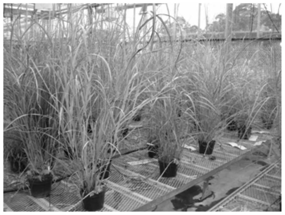 A method for improving hybrid seed production efficiency of self-incompatibility gramineous plants