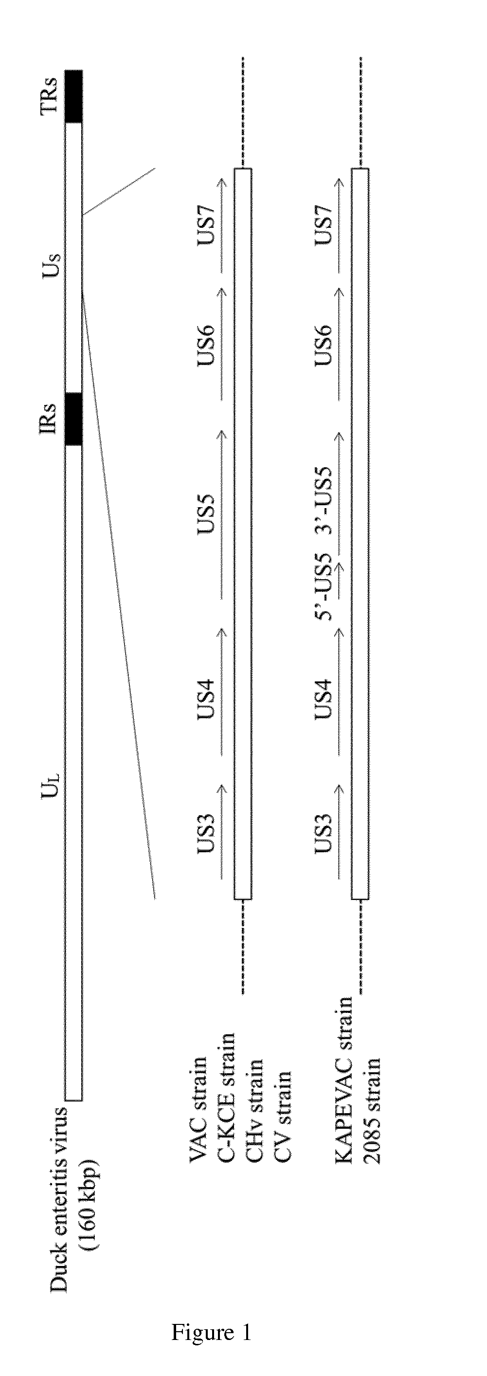 Duck enteritis virus and the uses thereof