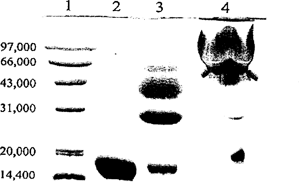 Recombinant human interferon-alpha 1b compound and process for preparation