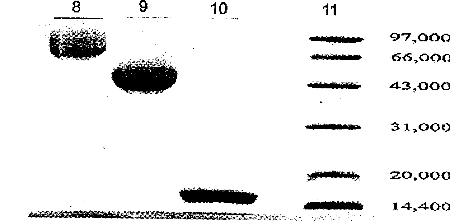 Recombinant human interferon-alpha 1b compound and process for preparation