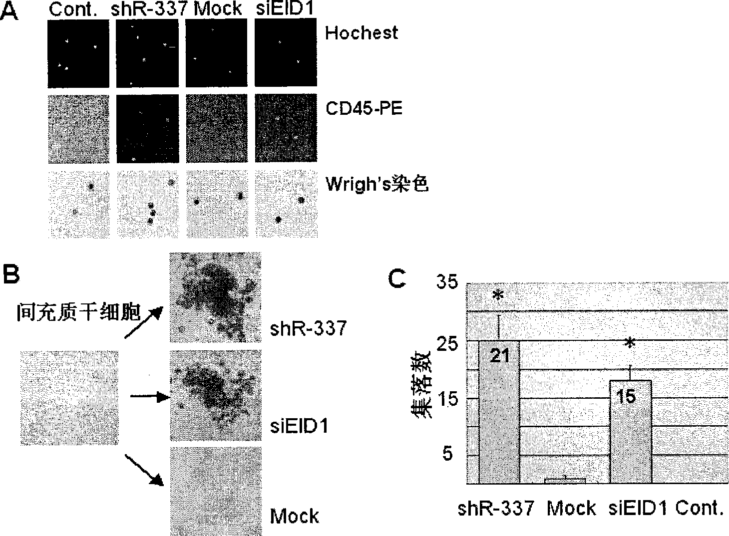 Small RNA numerator for differentiation of mesenchyma stem cell into hematopoiesis cell and function target point thereof