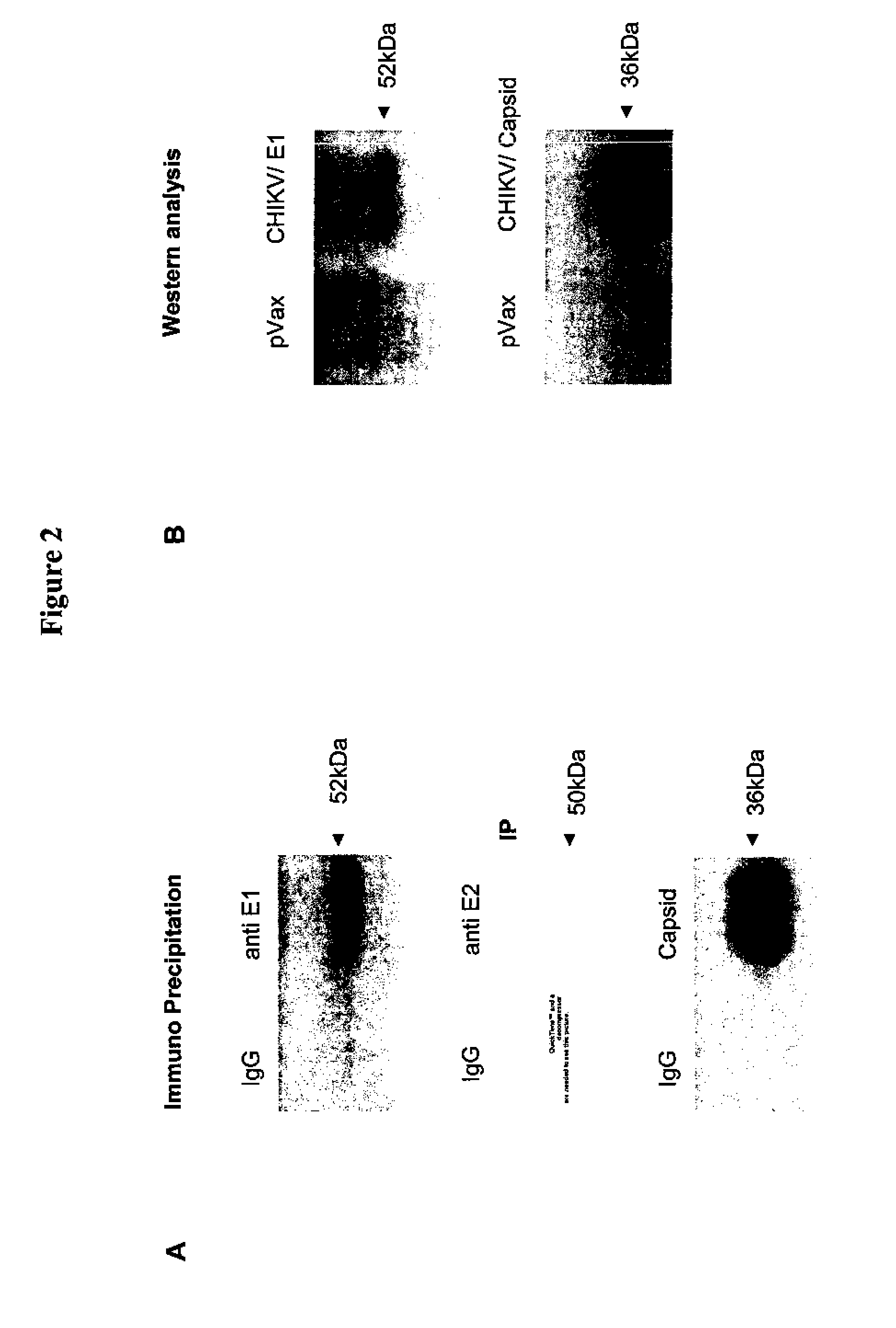 Consensus sequences of chikungunya viral proteins, nucleic acid molecules encoding the same, and compositions and methods for using the same